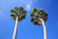 Looking up at two tall beautiful cabbage palm trees