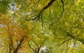 Looking up into typical British beech woodland