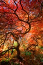 Looking up under the canopy of a beautiful Japanese maple tree with red and orange leaves Royalty Free Stock Photo