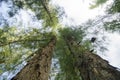 Looking up from under sea oak tree forest with worm eye view con