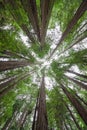 Standing under a canopy of trees in Muir Woods National Monument. Royalty Free Stock Photo