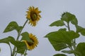 Looking up at a very tall sunflower head