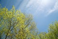 Looking Up at Vibrant Trees Leafing Out in Springtime with Deep Blue Sky and Clouds in Background Royalty Free Stock Photo