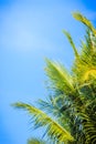 Looking-up view of a beautiful tropical coconut palm tree with blue sunny sky background. Green leaves of coconut palm tree forest Royalty Free Stock Photo