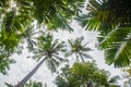 Looking-up view of a beautiful tropical coconut palm tree with blue sunny sky background. Green leaves of coconut palm tree forest Royalty Free Stock Photo