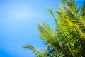 Looking-up view of a beautiful tropical coconut palm tree with blue sunny sky background. Green leaves of coconut palm tree forest Royalty Free Stock Photo