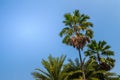 Looking-up view of a beautiful tropical palm tree with blue sunny sky background. Green leaves of palm tree forest on blue sky wit Royalty Free Stock Photo