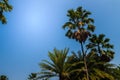 Looking-up view of a beautiful tropical palm tree with blue sunny sky background. Green leaves of palm tree forest on blue sky wit Royalty Free Stock Photo