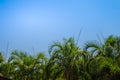 Looking-up view of a beautiful tropical palm tree with blue sunny sky background. Green leaves of palm tree forest on blue sky wit Royalty Free Stock Photo