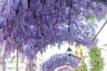 Looking up view of blooming purple wisteria tree branches and street lanterns hanging over head on metal net fence. Walking Royalty Free Stock Photo