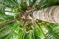 Looking up view coconut tree trunk stem bark leading to cluster of young green coconuts hanging on tree top branch, lush green Royalty Free Stock Photo