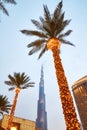 Looking up view of illuminated palm trees, Dubai Mall and Burj Khalifa facade at dusk.