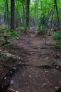 Well worn walking path in woods