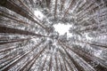 Looking up into winter forest. Trees growing in the sky Royalty Free Stock Photo