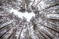 Looking up into winter pinery forest. Trees growing in the sky Royalty Free Stock Photo