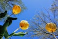 Looking Up at Yellow Tulips Blooming Against Blue Sky