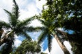 Looking upward view of palm trees against a partly cloudy blue sky in Kenya, Africa Royalty Free Stock Photo