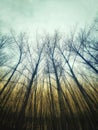 Looking upwards autumn forest trees. Royalty Free Stock Photo