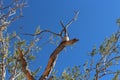 A Cactus Wren on a top tree branch against a blue sky in Arizona Royalty Free Stock Photo