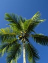 Upward view of a palm tree with coconuts Royalty Free Stock Photo