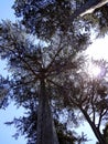 Looking upwards at tall trees in forest as sun shines through Royalty Free Stock Photo