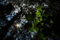 Looking upwards to silhouetted the natural beauty of the pine trees Royalty Free Stock Photo