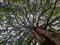 Looking upwards tree branches outwards massive sky view from below tree trunk forest grand