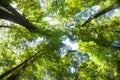 Looking upwards through trees to canopy high above Royalty Free Stock Photo