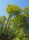 upwards view of tall sunlit forest trees with bright green spring foliage against a blue sky