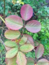 Looking very beautiful and netural rose leafs