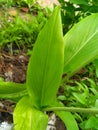 Looking very beautiful and netural turmeric leafs