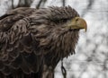 Looking very intense White Tailed sea eagle