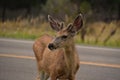 Looking into the Very Sweet Face of a Young Deer Royalty Free Stock Photo