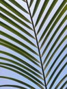 Beautiful Palm Tree Leaf Texture Royalty Free Stock Photo