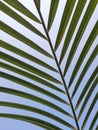 Beautiful Palm Tree Leaf Texture Royalty Free Stock Photo