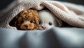 Two cute small puppies under the blanket Royalty Free Stock Photo
