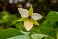 Looking Into A Wide Open Trillium Bloom Royalty Free Stock Photo