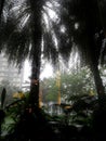 Tropical rain looking through window