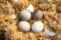 Looking Into A Woodduck Nest Royalty Free Stock Photo