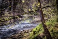 Looking through the woodland leaves to a river