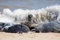 The Lookout. Alert and curious animal in wild grey seal colony. Royalty Free Stock Photo