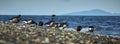 Brant geese beach resting