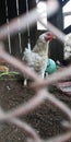 On lookout, the danger near. Everything is quiet in the Siberian chicken coop.