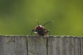 On the lookout Royalty Free Stock Photo