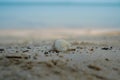Close-up view of white clam shells on beach sand Royalty Free Stock Photo