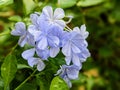 Looks Beauty blue flower bunch