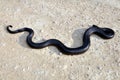 A harmless mole snake. Harmless?