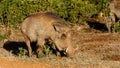 Looks Like an Dog Phacochoerus africanus The common warthog