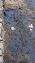 Goose Tracks In The Sand Royalty Free Stock Photo