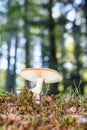 That looks like an inedible mushroom in early autumn in Sumava National Park, Czechia, Europe